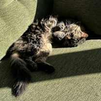 Thumbnail photo of Jellybean #3