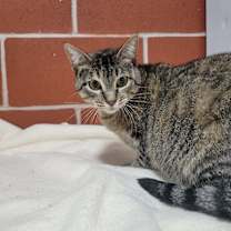 Thumbnail photo of Patti #4