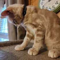 Thumbnail photo of Carmel #3