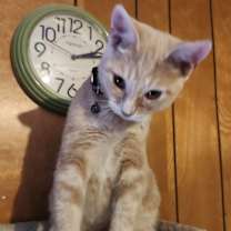 Thumbnail photo of Carmel #4