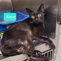 Thumbnail photo of Neve #3