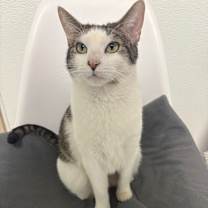 Thumbnail photo of Lola #1