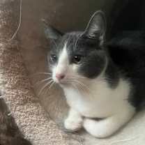 Thumbnail photo of Simba #2