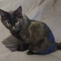 Thumbnail photo of Blackberry #1