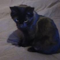 Thumbnail photo of Blackberry #2