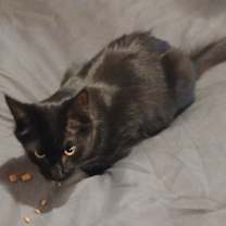 Thumbnail photo of Blackberry #3