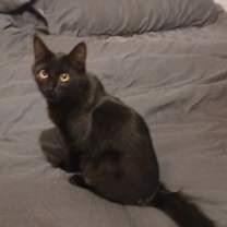 Thumbnail photo of Blackberry #4