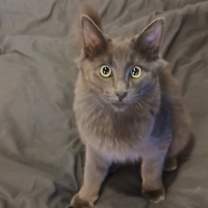 Thumbnail photo of Smokey #1