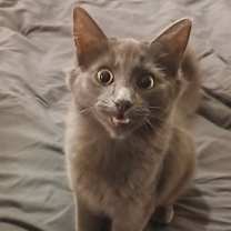 Thumbnail photo of Smokey #2