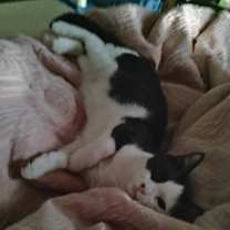 Thumbnail photo of Sushi #2