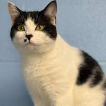 Thumbnail photo of Cookie #1