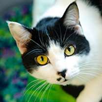 Thumbnail photo of Cookie #2