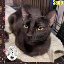 Thumbnail photo of Sage #1