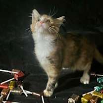 Thumbnail photo of Lollipop (& Tiger Lily) #2