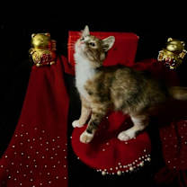 Thumbnail photo of Lollipop (& Tiger Lily) #3