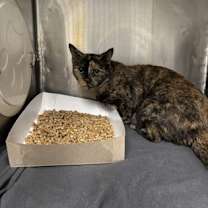 Thumbnail photo of Stars* #2