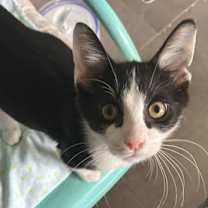 Thumbnail photo of Titus #1