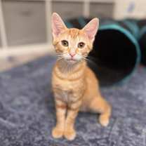 Thumbnail photo of Hawk & Rusty - BONDED #2