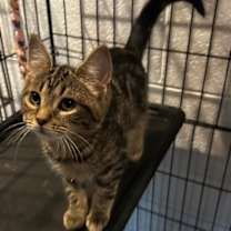 Thumbnail photo of Divina #2