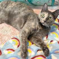 Thumbnail photo of Cortana #4