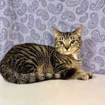 Thumbnail photo of Tony #4