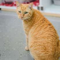 Thumbnail photo of Popoki #2