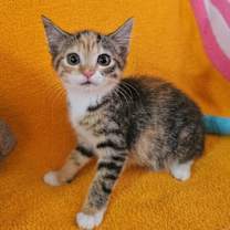 adopt-pet
