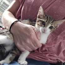 Thumbnail photo of Pinto #2