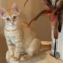 Thumbnail photo of Ginger #3