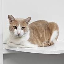 adopt-pet