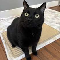 Thumbnail photo of Commander #3