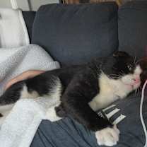 Thumbnail photo of Emo #2