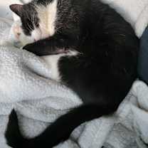 Thumbnail photo of Emo #3