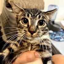 Thumbnail photo of Elvira #2