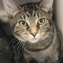 Thumbnail photo of TIGER #4