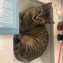 Thumbnail photo of Leo #1