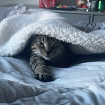 Thumbnail photo of Leo #2