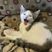 Thumbnail photo of Tucker #2