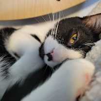 Thumbnail photo of Milli #4