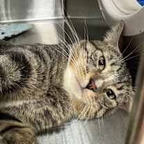 Thumbnail photo of FINCH #3