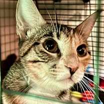 Thumbnail photo of Maple #3