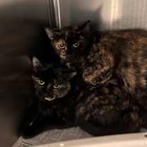 Thumbnail photo of 182655 (Off Site Foster)/656/657 #1