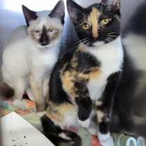Thumbnail photo of Meeko & Stella (Spayed) #4