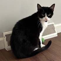 Thumbnail photo of Oreo #1