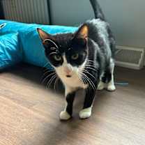 Thumbnail photo of Oreo #2