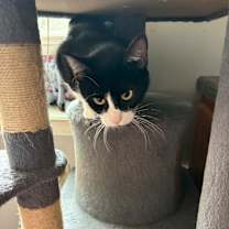 Thumbnail photo of Oreo #3