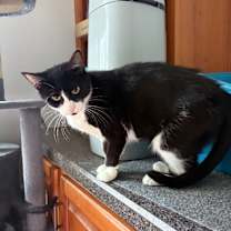 Thumbnail photo of Oreo #4