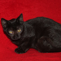 Thumbnail photo of Jackie #2