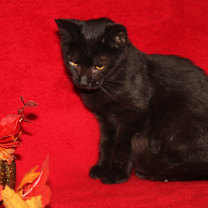 Thumbnail photo of Jackie #3