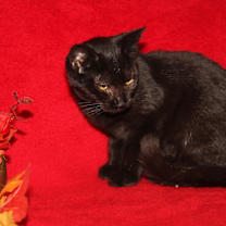 Thumbnail photo of Jackie #4